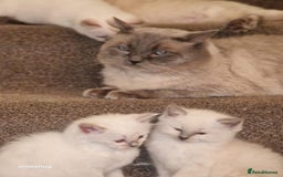 Ragdoll cats for sale: Beautiful kittens  - Image 4