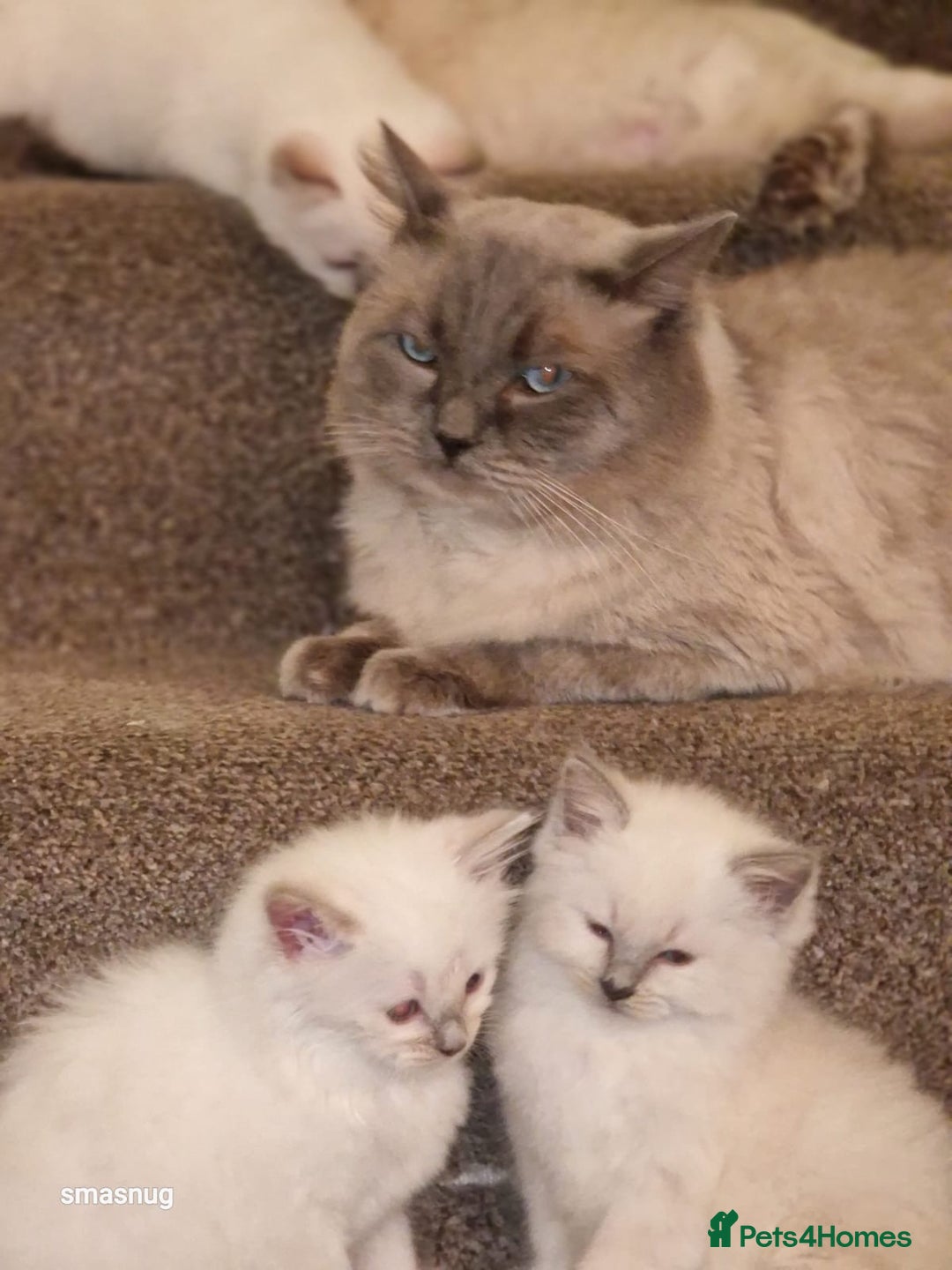 Ragdoll cats for sale: Beautiful kittens  - Image 4