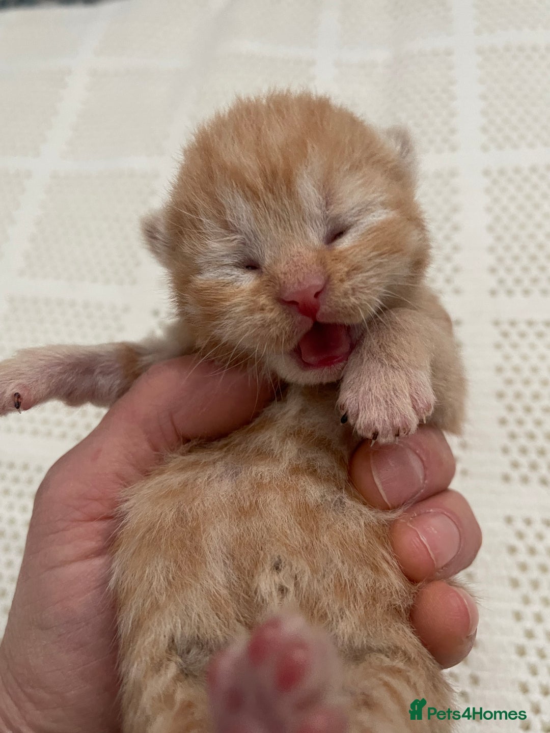 British Shorthair cats for sale: Exceptional litter of GCCF British shorthairs - Advert 6