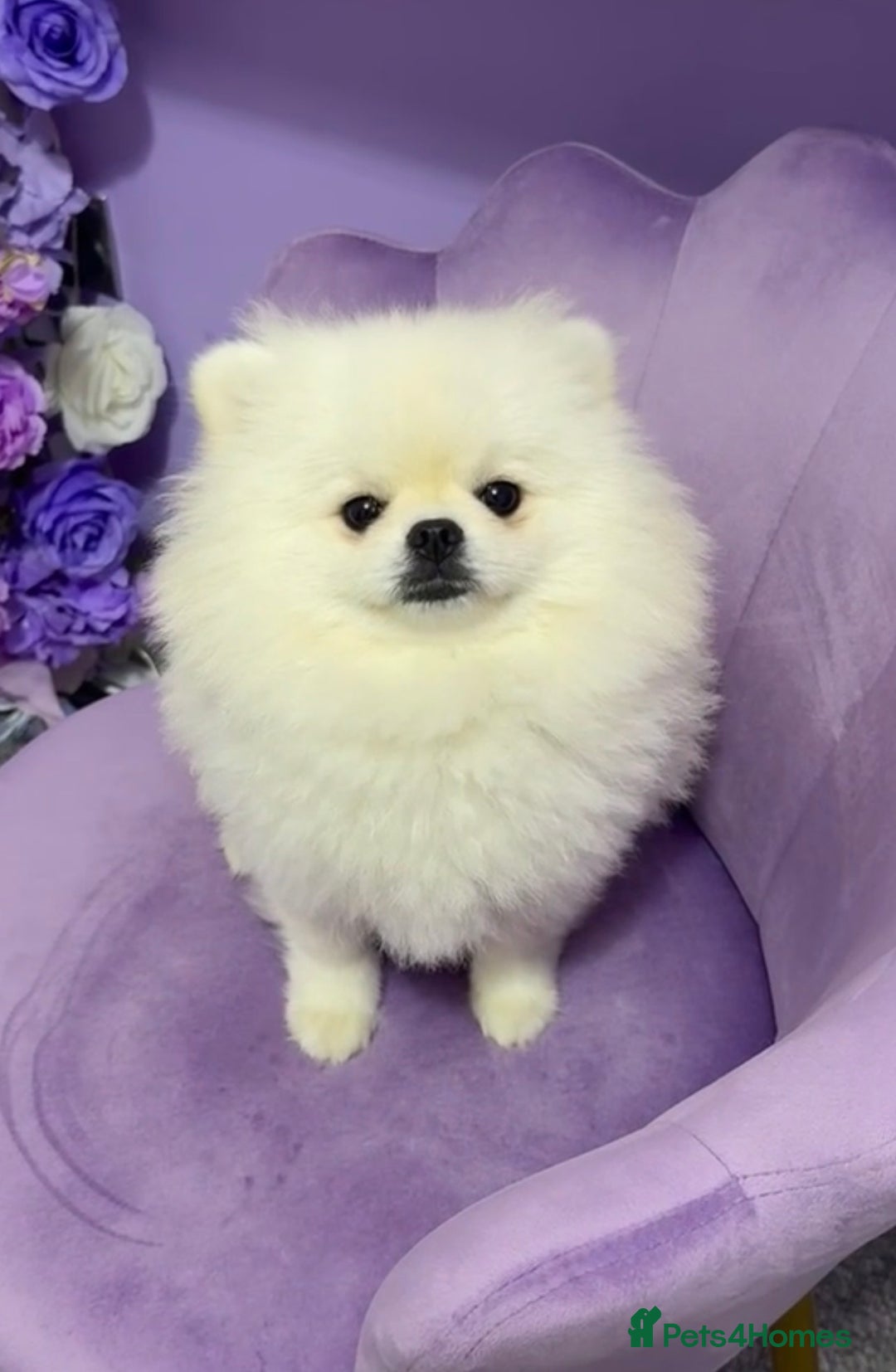 Pomeranian dogs for sale: ⭐Beautiful KC Pedigree Pomeranian Boy-White/Cream⭐ - Advert 3