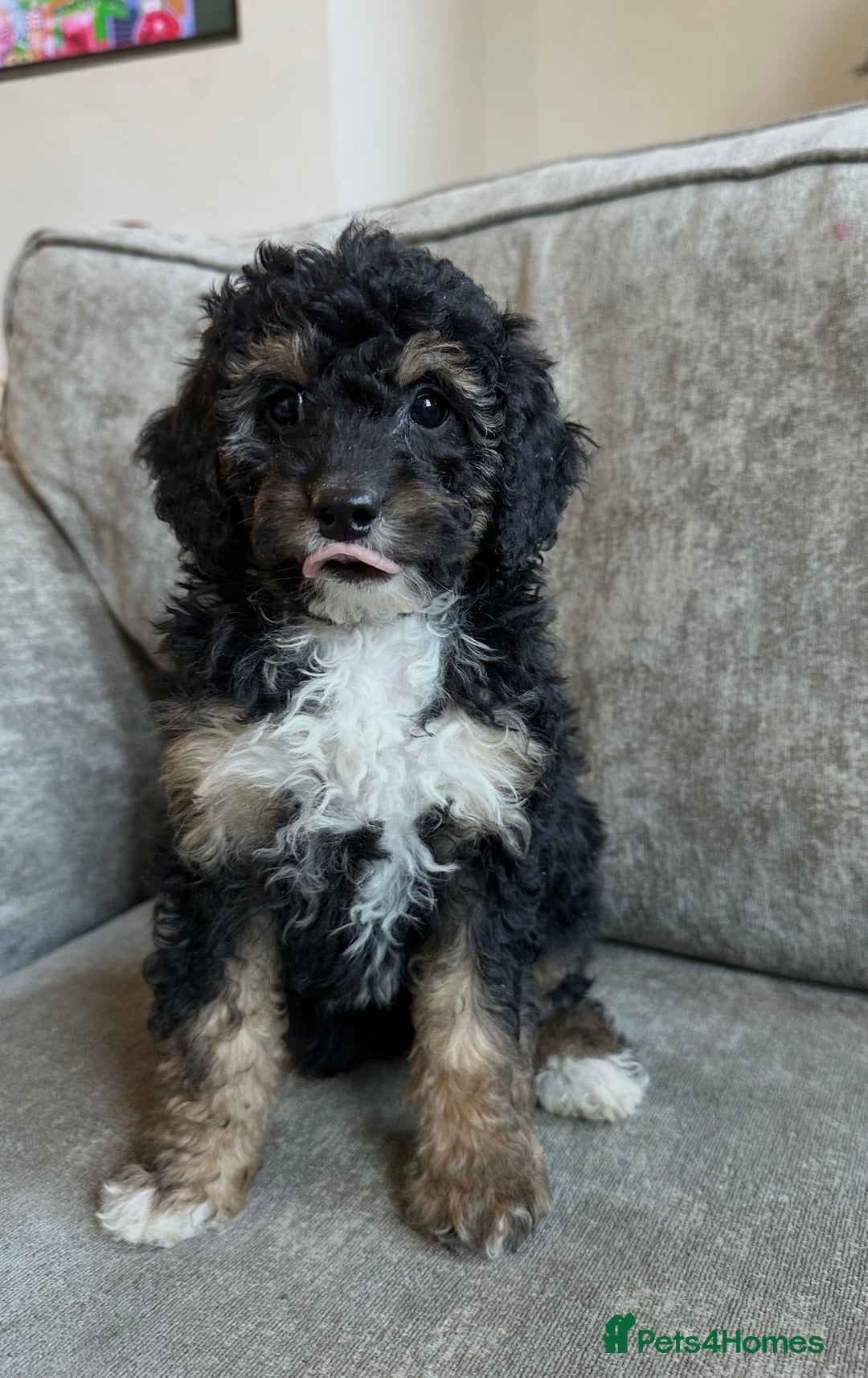 Cavapoo dogs for sale: Beautiful Cavapoos’s  - Advert 20