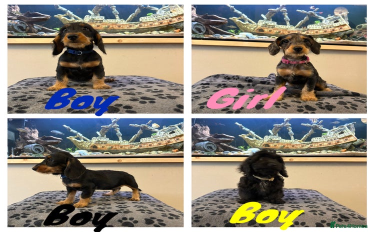 Mixed Breed dogs - Advert 15