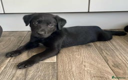 Borador dogs for sale: Borador puppies ready for new homes - Image 2