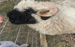 Sheep livestock for sale:  Black nose valais x3 breeding trio - Image 3