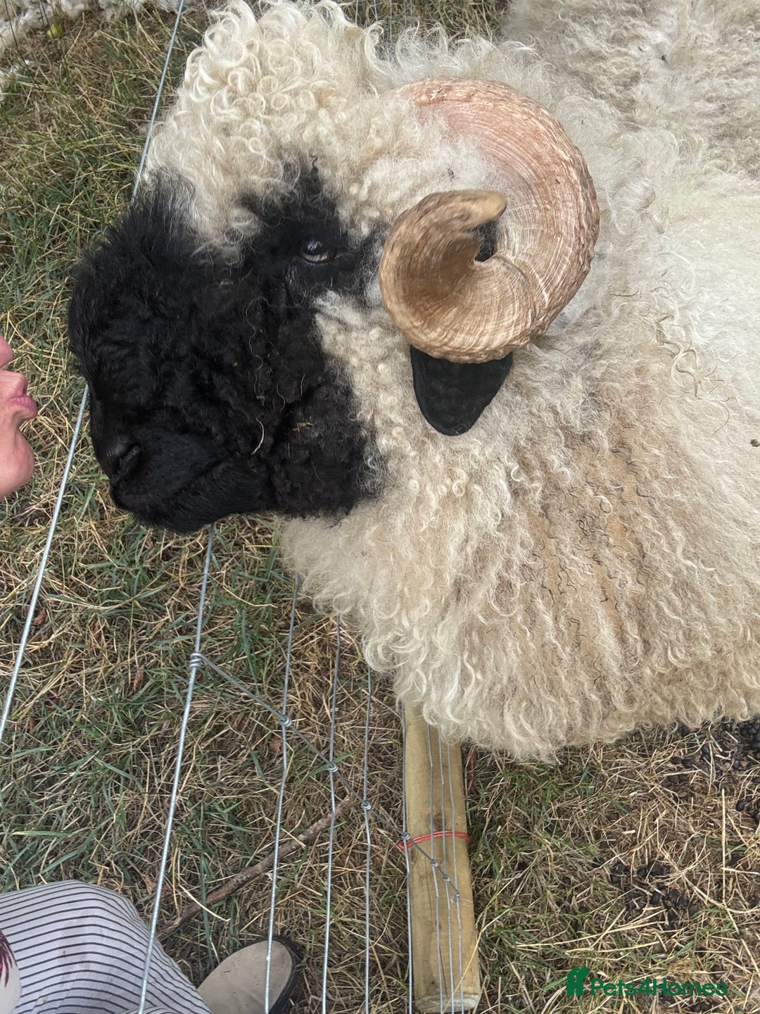 Sheep livestock for sale:  Black nose valais x3 breeding trio - Image 3