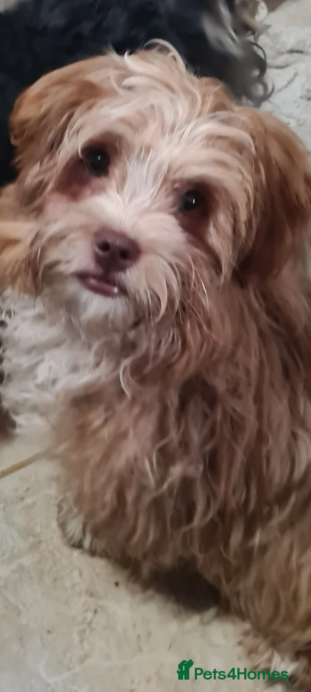 Mixed Breed dogs for adoption: Barney 7 inch tall. 5 kilo in Bishop's Stortford - Advert 2