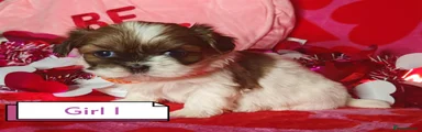 Shih Tzu Puppy 3