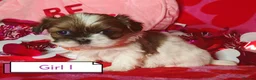 Shih Tzu dogs for sale: ❤️Beautiful pure bred shih tzu.😍😘 - Advert 6