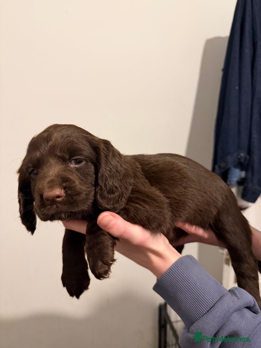 Cocker Spaniel dogs for sale: FEMALE CHOC WORKING COCKER LEFT! - Advert 1