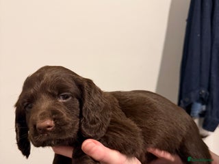 Cocker Spaniel dogs FEMALE CHOC WORKING COCKER LEFT! - Advert 3