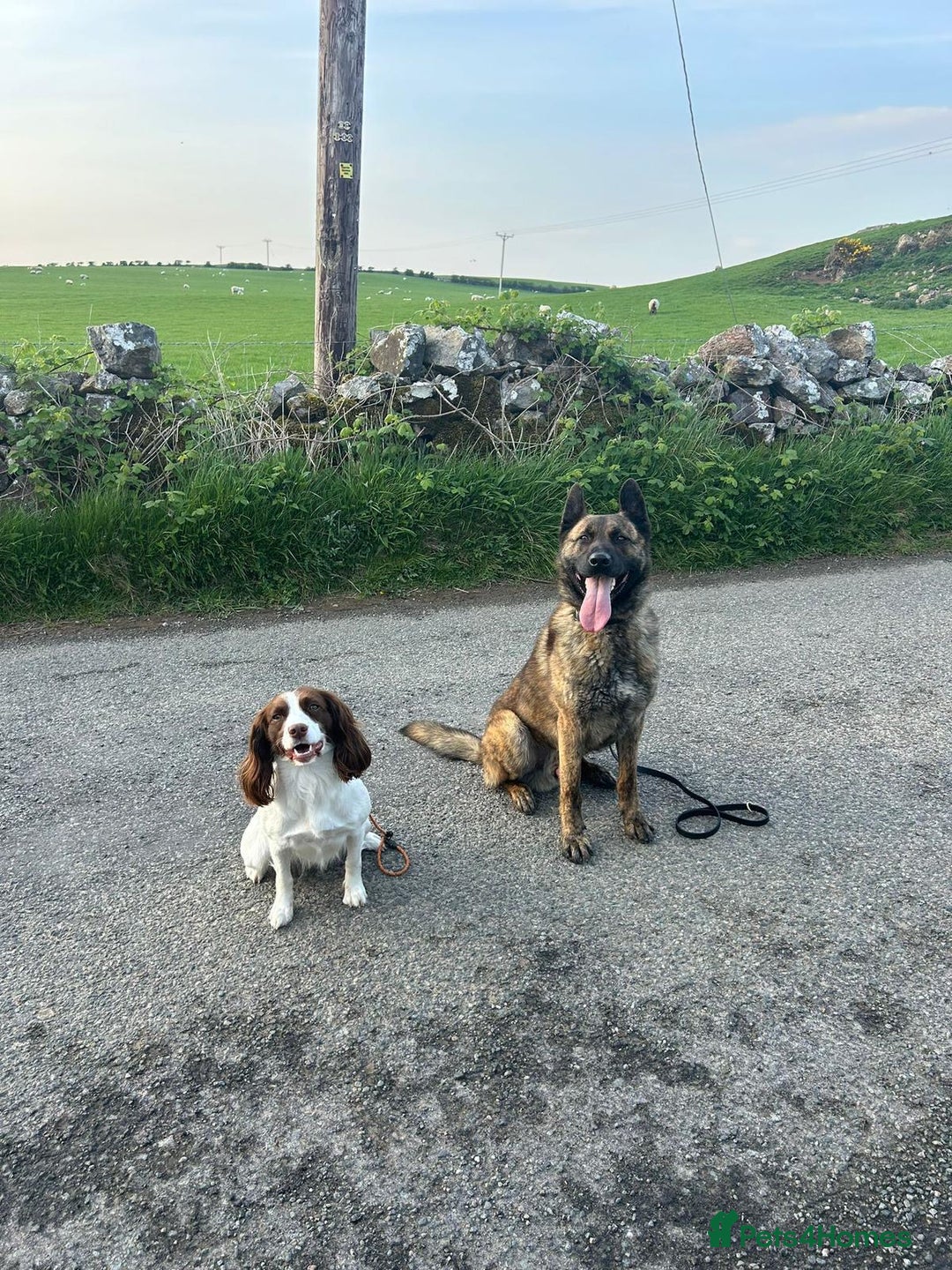 Mixed Breed dogs for sale: Meet Kenzo – The Perfect Family protector - Image 5