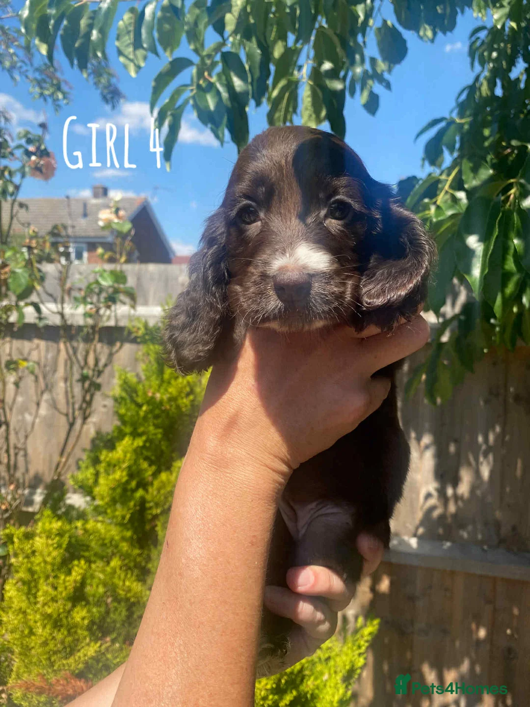 Cocker Spaniel dogs for stud: Show type cocker spaniel in Braintree - Advert 11