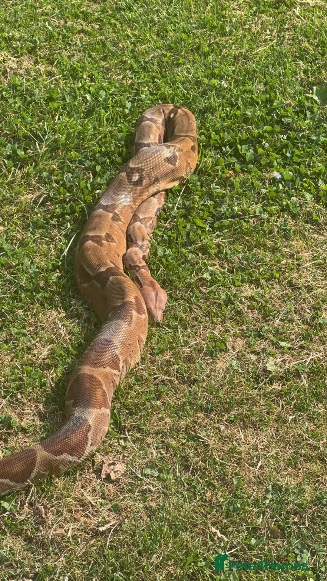 Boa Snake reptiles for sale: Various types of snakes  - Advert 4