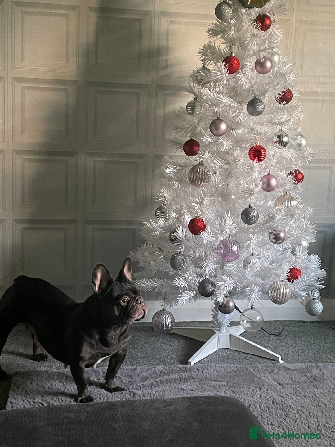 French Bulldog dogs for sale: 5 year old French bulldog - Advert 1