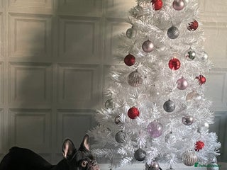 French Bulldog dogs 5 year old French bulldog - Advert 7