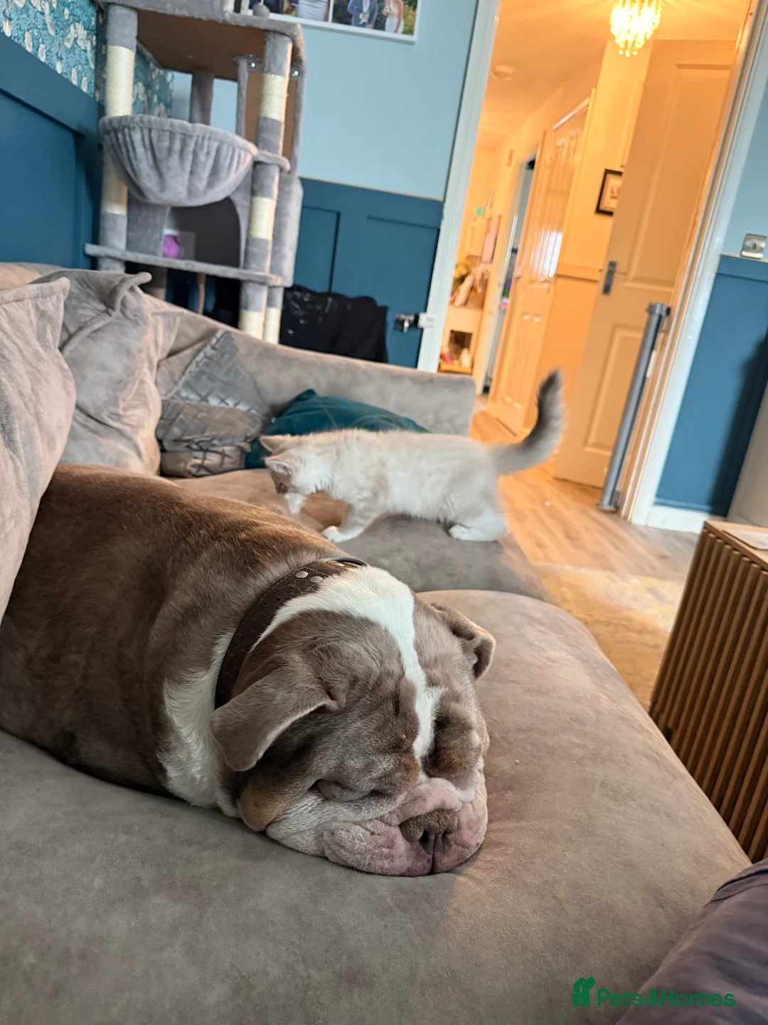 English Bulldog dogs for sale: Bulldog looking for a new home - Advert 2
