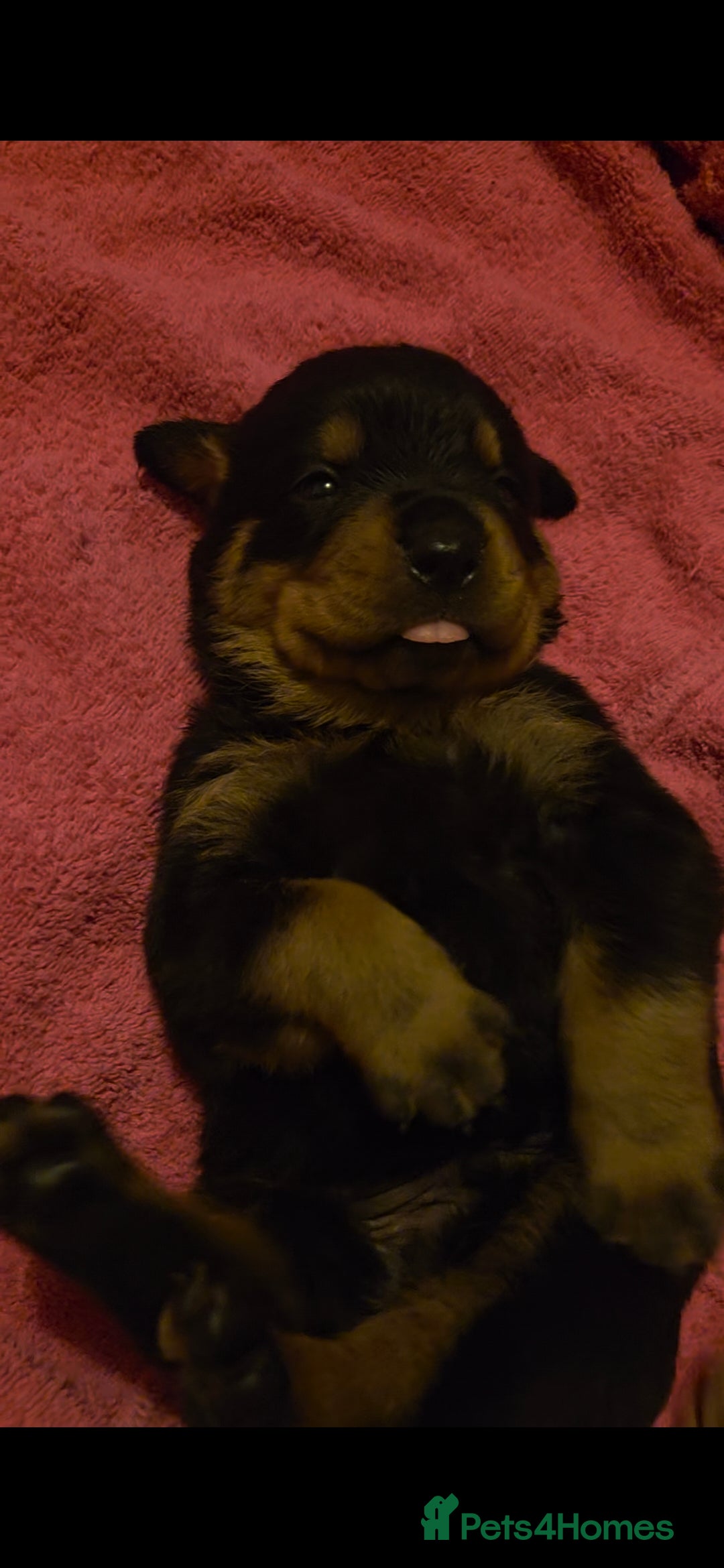 Rottweiler dogs for sale: Rottweiler puppies - Advert 30