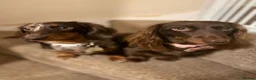 Dachshund dogs for sale: KEC REG MINIATURE LONG HAIRED dachshund puppies - Advert 15