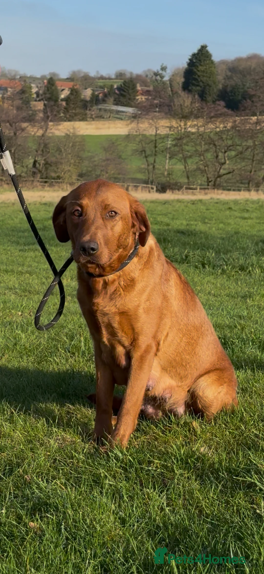Labrador Retriever dogs for sale: Beautiful KC Registered Fox Red Labrador Pups - Advert 2