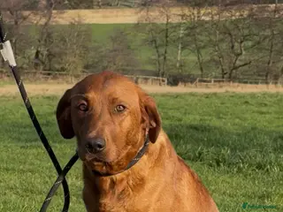 Labrador Retriever dogs Beautiful KC Registered Fox Red Labrador Pups - Advert 1