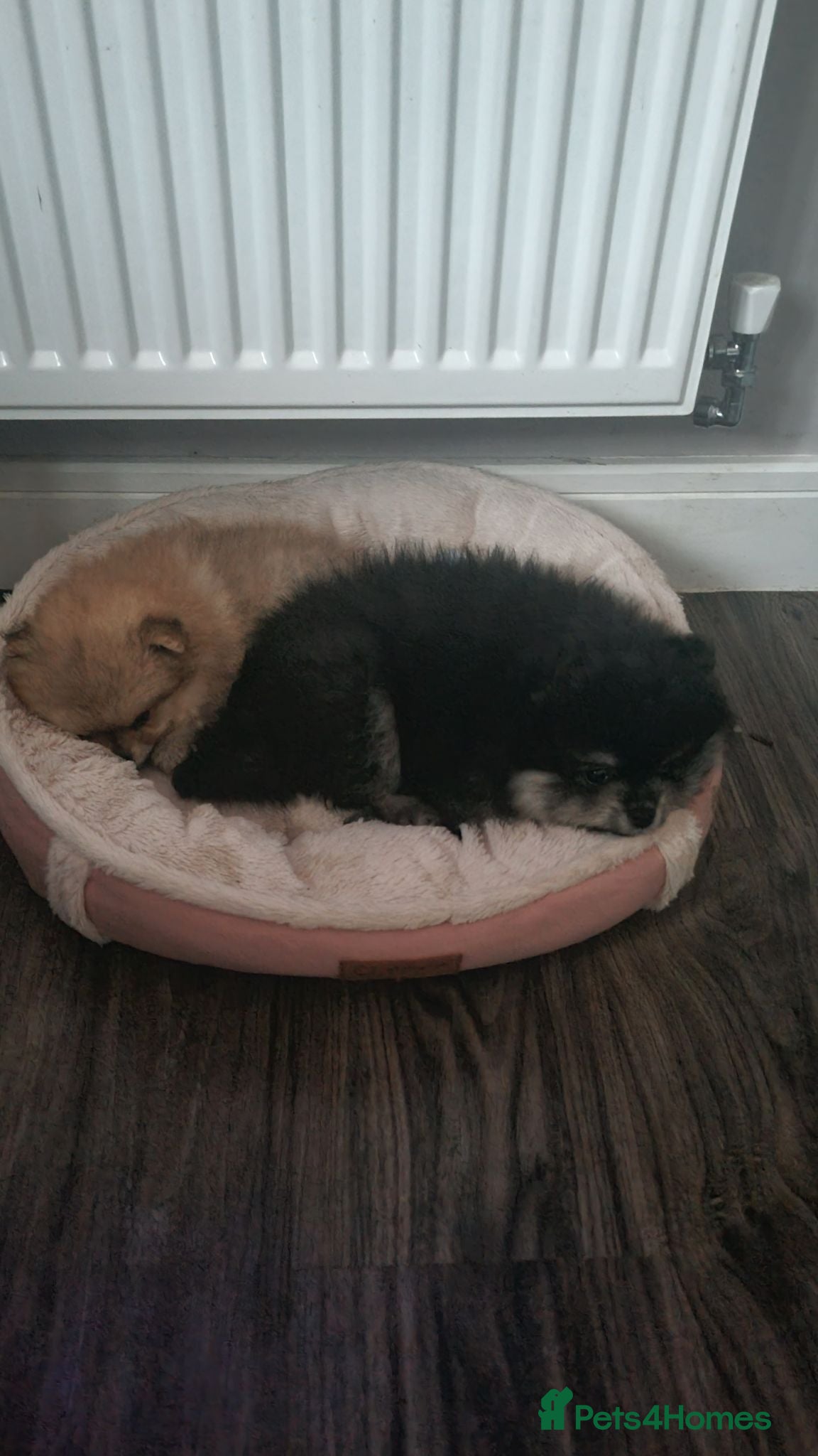 Pomeranian dogs One orange sable left 🧡 KC - Chiao li ya lines 🫅 - Advert 4