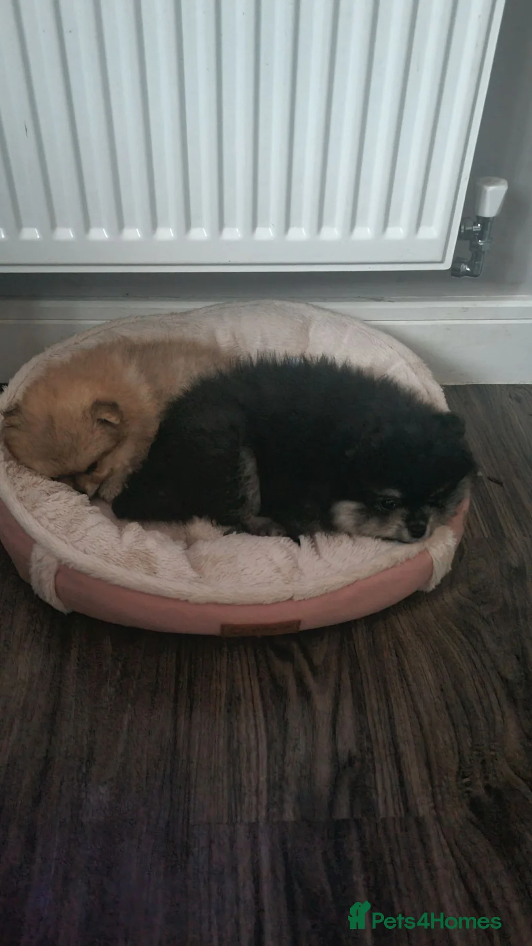 Pomeranian dogs for sale: One orange sable left 🧡 KC - Chiao li ya lines 🫅 - Advert 1