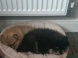 Pomeranian dogs One orange sable left 🧡 KC - Chiao li ya lines 🫅 - Advert 4