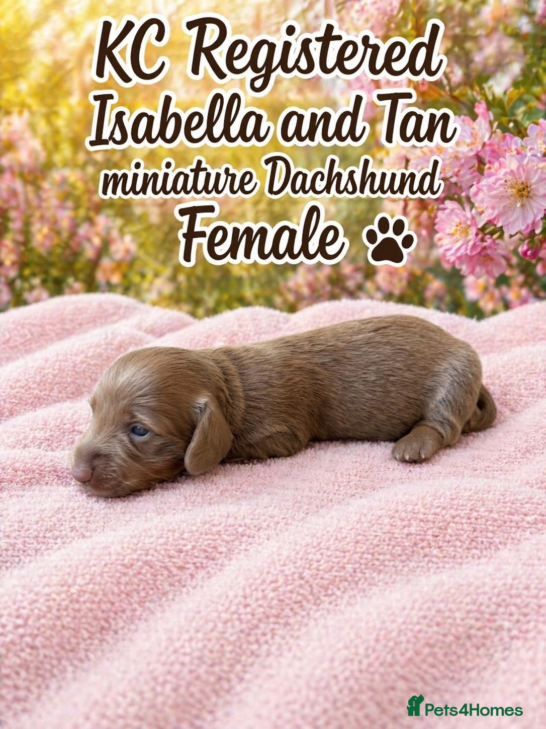 Miniature Dachshund dogs Stunning kc registered long hair Isabella's & blue - Advert 16