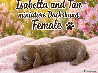 Miniature Dachshund dogs Stunning kc registered long hair Isabella's & blue - Advert 13