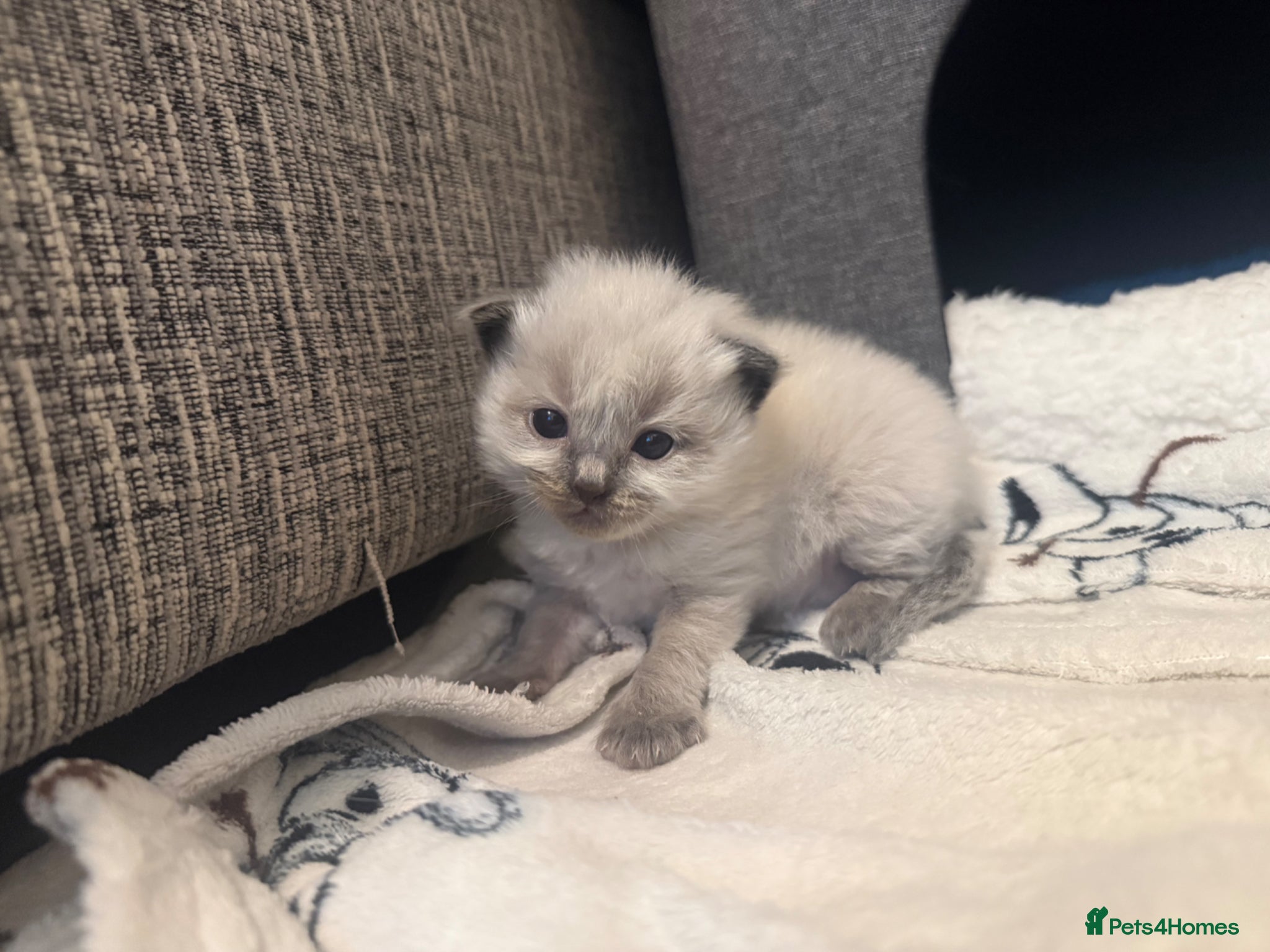 Ragdoll cats 🐾 Beautiful Ragdoll Kittens Available🐾 - Advert 6