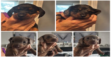 Miniature Dachshund dogs in Liverpool - Advert 5