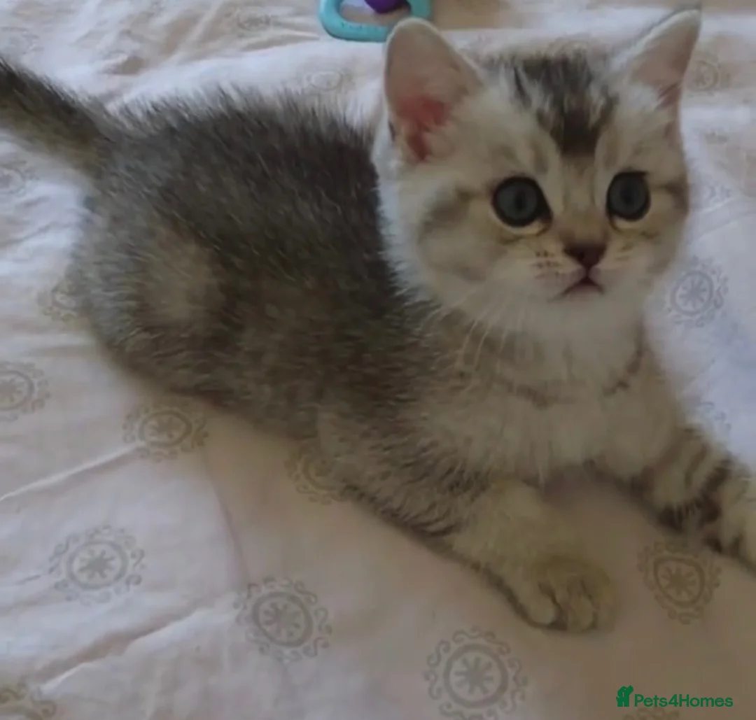 British Shorthair cats for sale: Stunning silver shaded British shorthair kitten - Advert 2