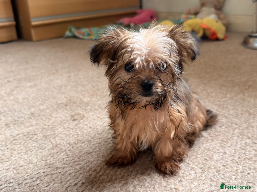Yorkshire Terrier dogs for sale: Yorkshire terrier  - Advert 2