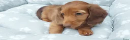 Miniature Dachshund dogs for sale: Miniature long hair dachshund - Advert 3
