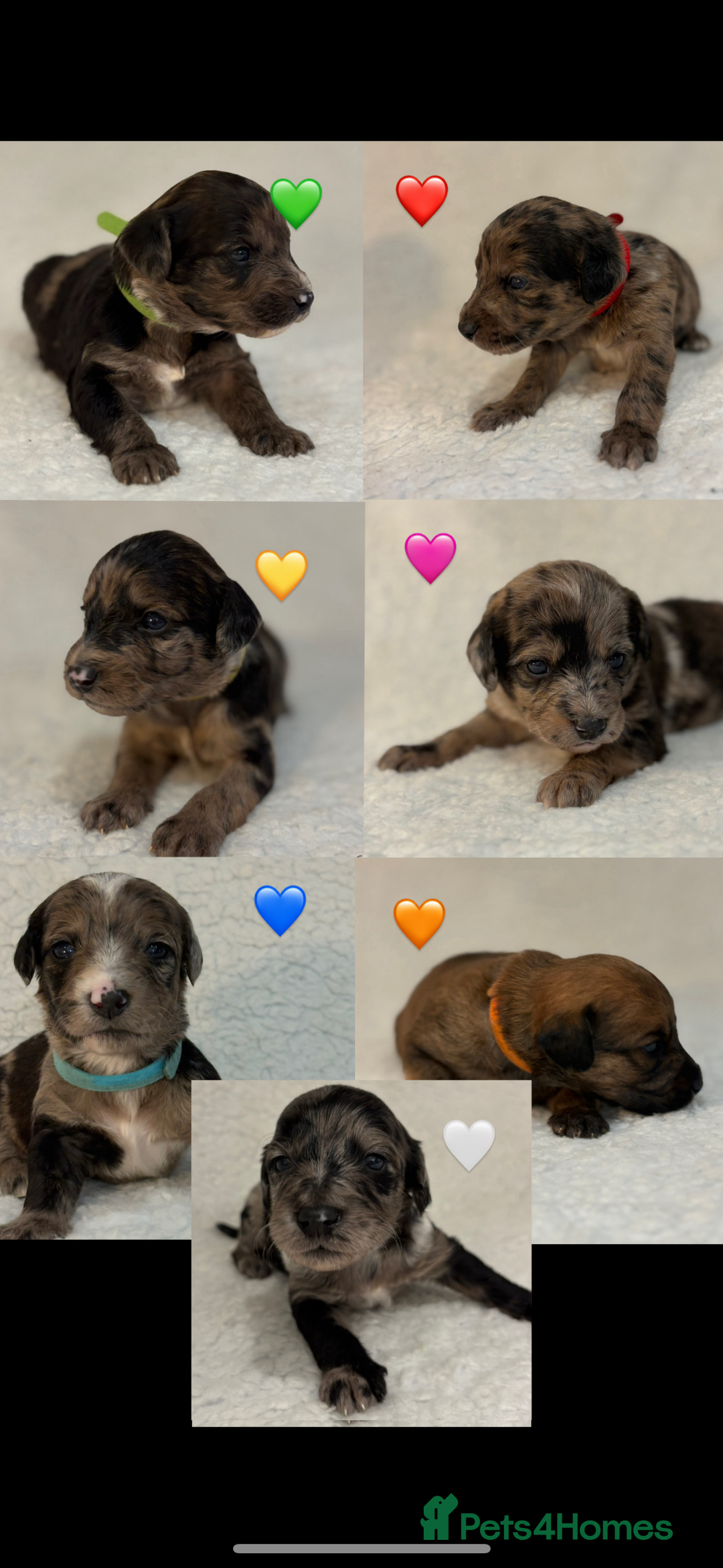 Mixed Breed dogs for sale: Mixed Poodle puppies for sale! - Advert 1