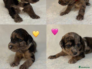 Mixed Breed dogs Mixed Poodle puppies for sale! - Advert 18