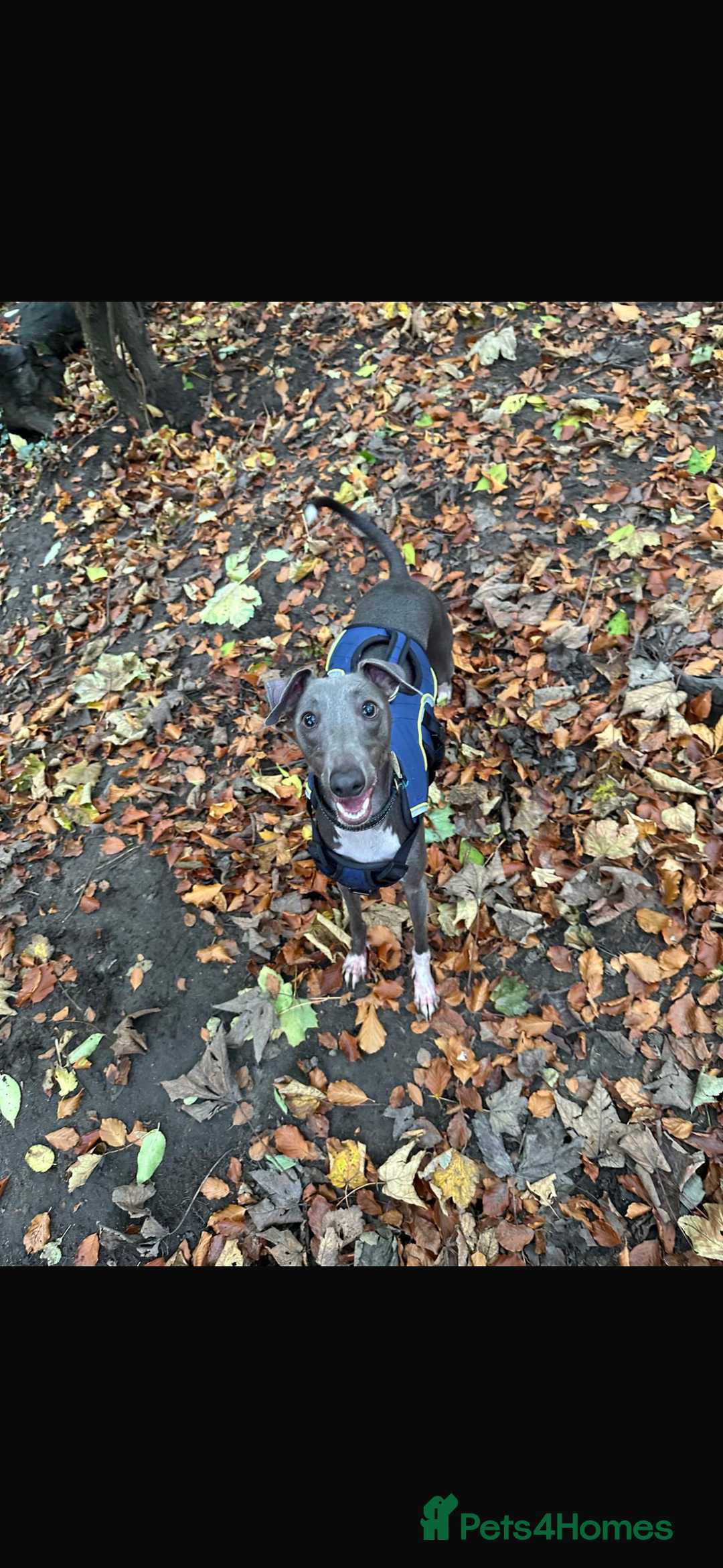 Mixed Breed dogs for sale: Adorable whippet x Italian greyhound pups !!! - Image 17