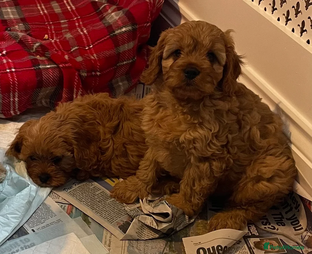 Cavapoo dogs for sale: 🐶🐩🐾ADORABLE MINIATURE CAVAPOO🐾🐩🐶 - Advert 10