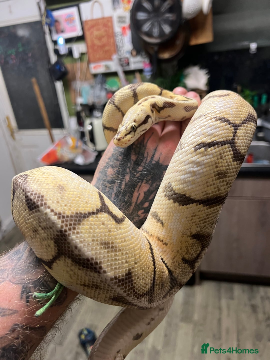 Python Snake reptiles for sale: Two pythons  - Image 5