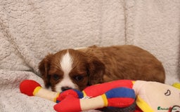Cavalier King Charles Spaniel dogs for sale: Beautiful Cavalier king charles spaniel puppies - Image 13