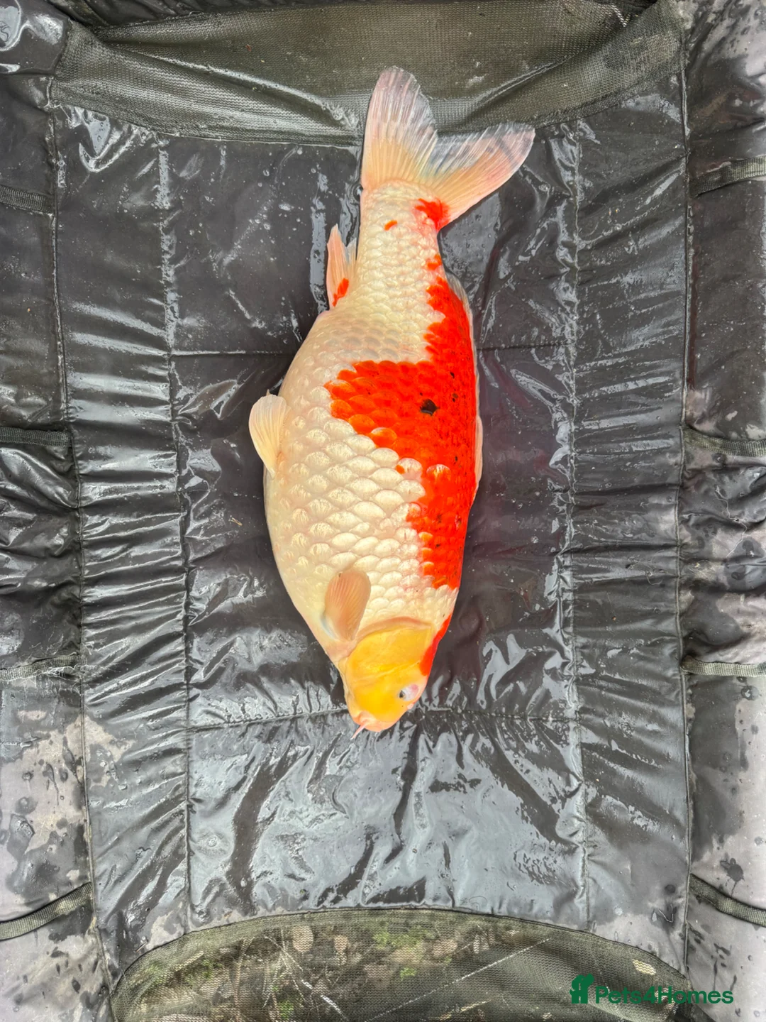 Koi Carp fish for sale: Big koi for sale  in Liverpool - Advert 9