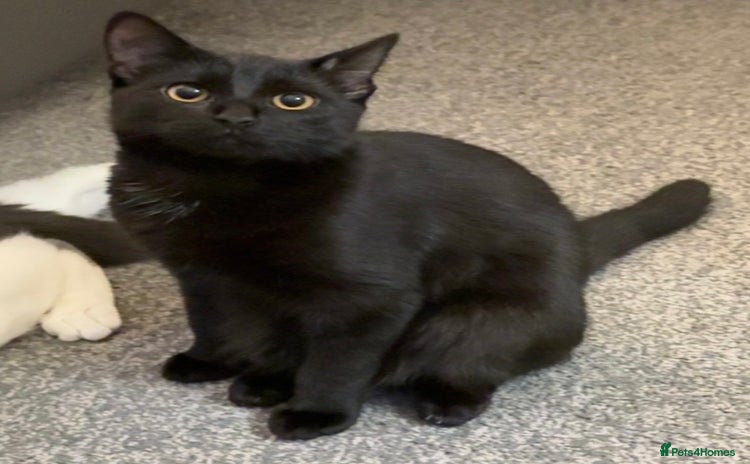 Mixed Breed cats - Advert 5