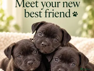 Staffordshire Bull Terrier dogs Staffordshire Bull Terrier Puppies (KC Registered) - Advert 6