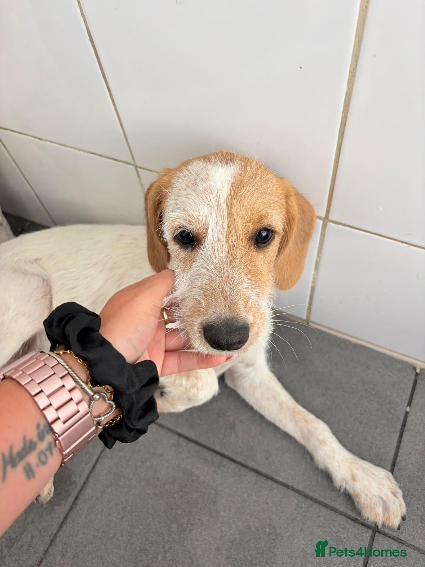 Mixed Breed dogs Heavenly Holly - Advert 2