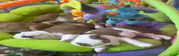 English Bulldog dogs for sale: Double CRUFTS winners bred bulldog puppies  - Advert 20