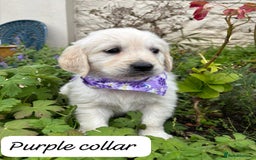 Golden Retriever dogs for sale: ❤️ Superb Litter of Golden Retriever Puppies ❤️ - Image 22