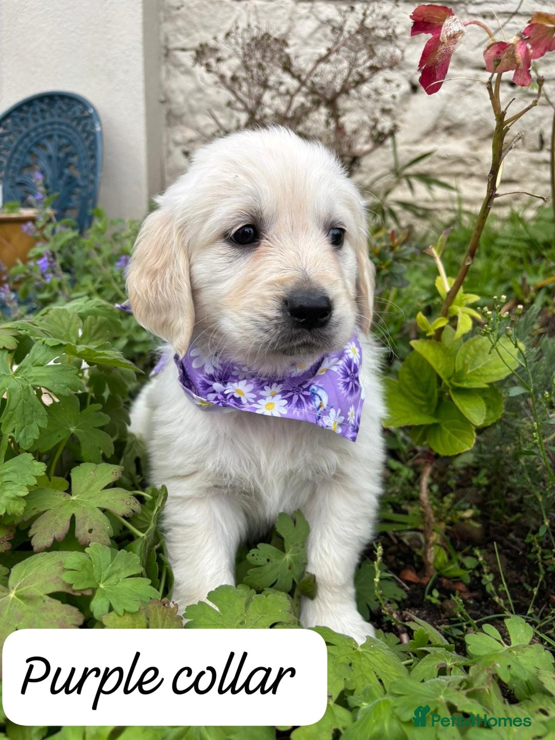 Golden Retriever dogs for sale: ❤️ Superb Litter of Golden Retriever Puppies ❤️ - Image 22