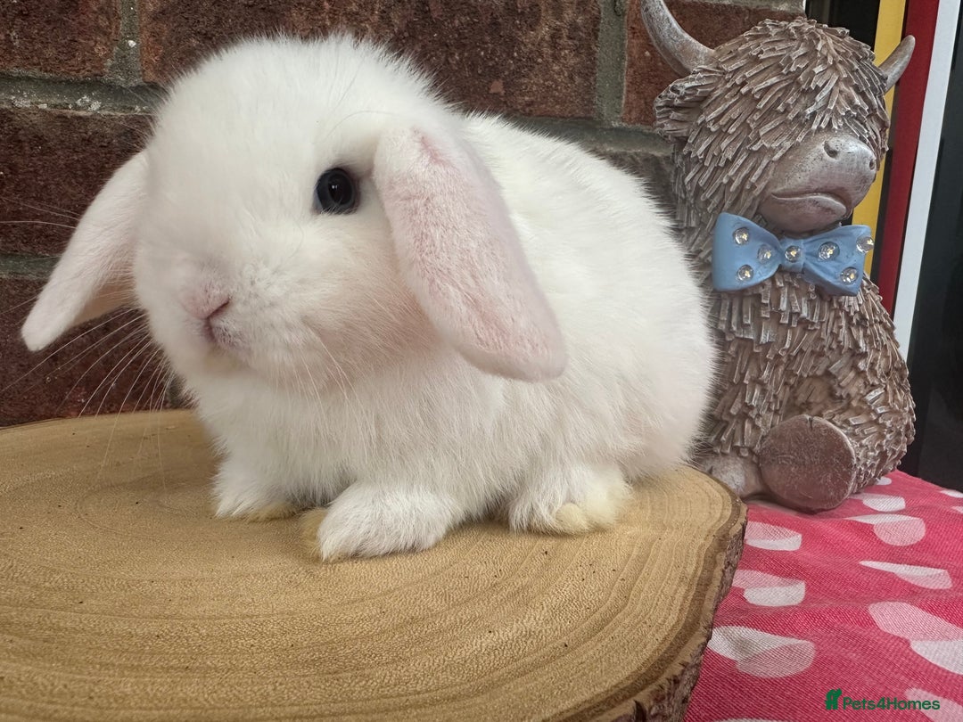Mini Lop rabbits for sale: Beautiful mini lop bunnies ready to reserve  - Image 16