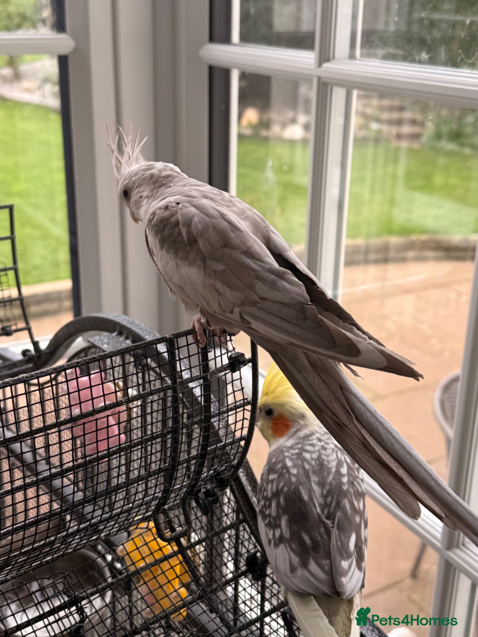 Cockatiels birds Duo of Bonded Cockatiels + Full Setup - Advert 15