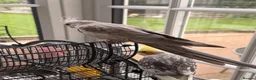 Cockatiels birds for sale: Trio of Bonded Cockatiels + Full Setup - Advert 2